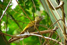 Little Woodpecker