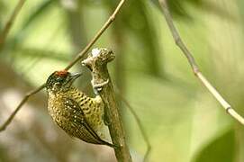 Golden-spangled Piculet