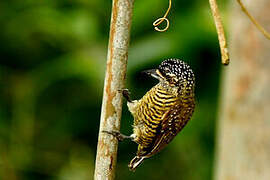 Golden-spangled Piculet