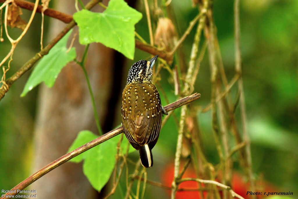 Golden-spangled Piculet female adult