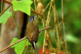 Golden-spangled Piculet