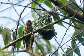 Golden-spangled Piculet