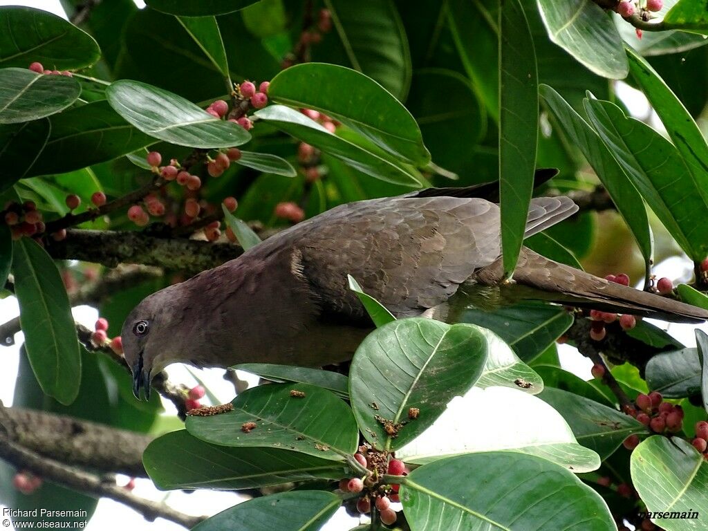 Plumbeous Pigeonadult, eats