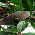 Pigeon plombé