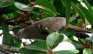 Plumbeous Pigeon