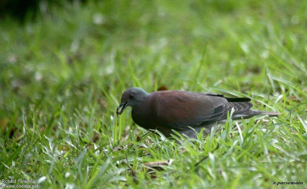 Pigeon rousset