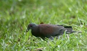 Pale-vented Pigeon