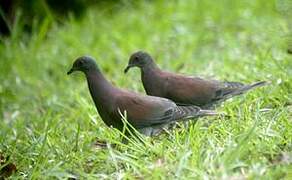 Pale-vented Pigeon