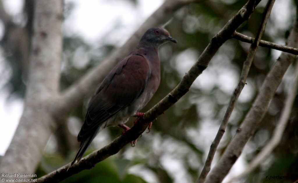 Pale-vented Pigeonadult