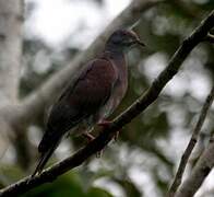 Pale-vented Pigeon