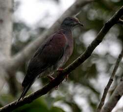 Pigeon rousset