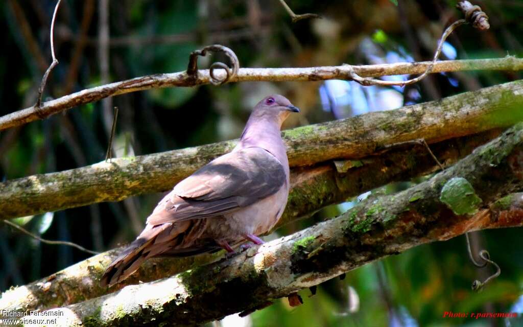 Pigeon vineuxadulte