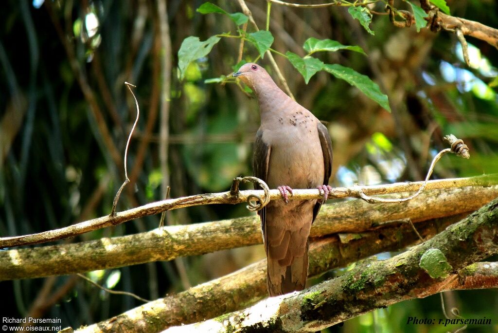 Ruddy Pigeonadult