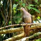 Pigeon vineux