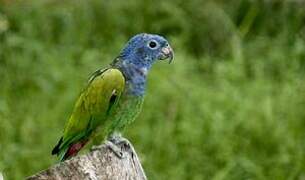 Blue-headed Parrot