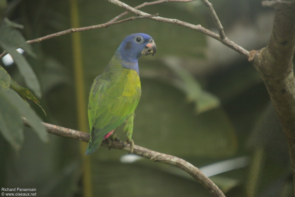 Pione à tête bleueadulte, mange