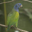 Pione à tête bleue
