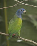 Pione à tête bleue