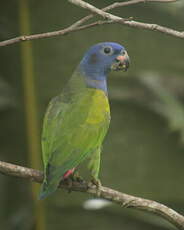 Pione à tête bleue