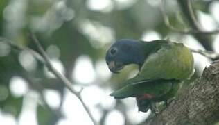 Blue-headed Parrot