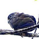 Pione violette