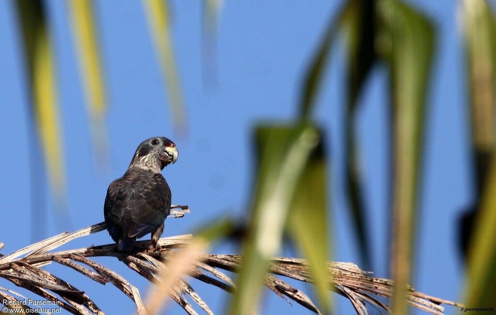 Dusky Parrot