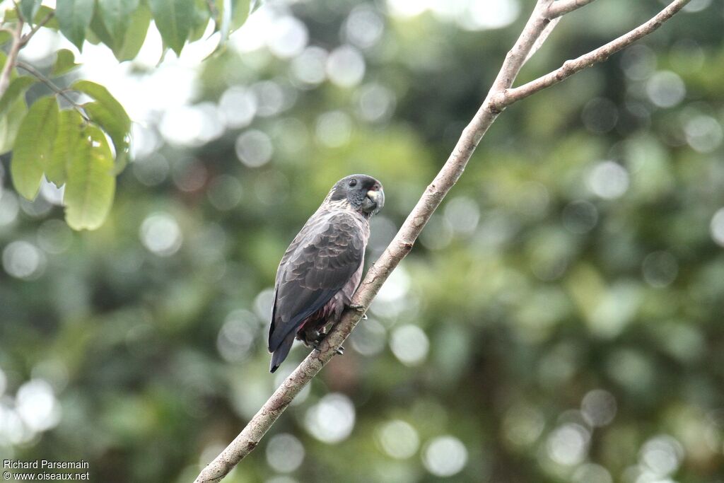 Dusky Parrotadult