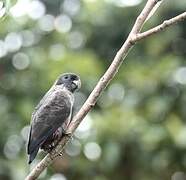 Dusky Parrot