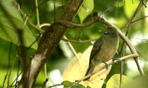 McConnell's Flycatcher