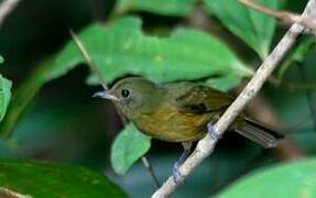 Ochre-bellied Flycatcher