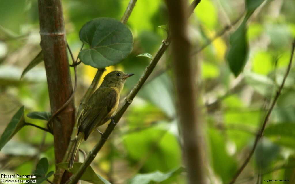 Ochre-bellied Flycatcheradult