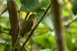 Ochre-bellied Flycatcher