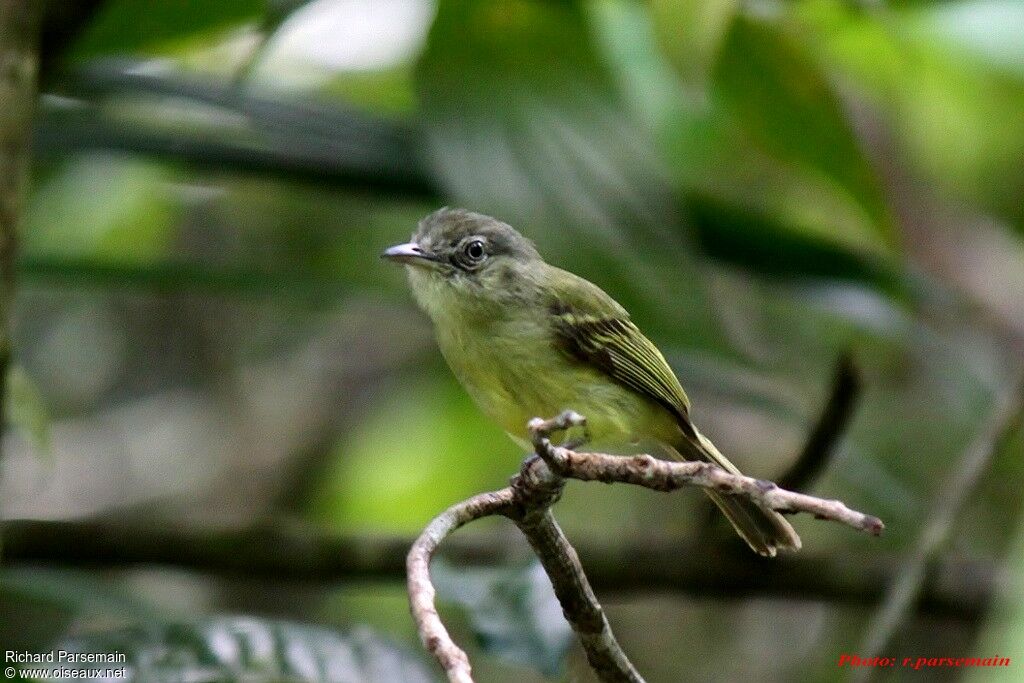 Grey-crowned Flatbilladult