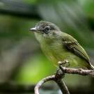 Platyrhynque poliocéphale