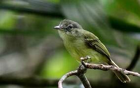 Grey-crowned Flatbill