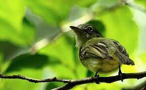 Grey-crowned Flatbill