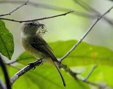 Grey-crowned Flatbill