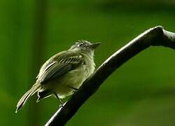 Grey-crowned Flatbill