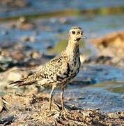 American Golden Plover