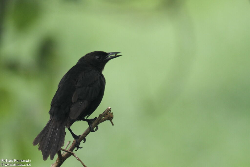 Carib Grackle