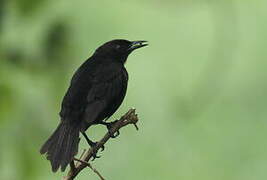 Carib Grackle