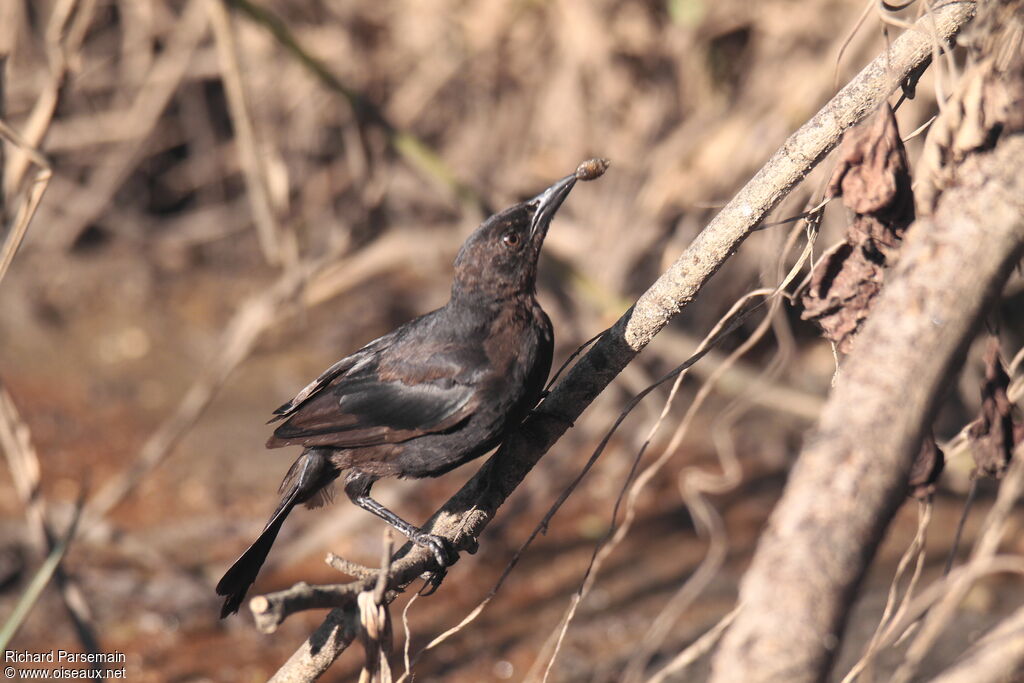 Carib Grackle