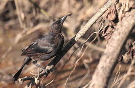 Carib Grackle