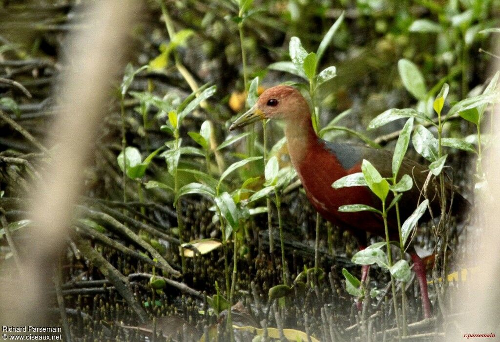 Rufous-necked Wood Railadult, walking