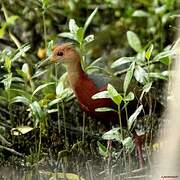 Rufous-necked Wood Rail