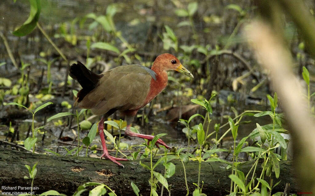 Rufous-necked Wood Railadult, walking