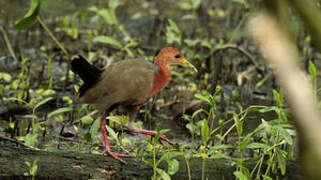 Rufous-necked Wood Rail