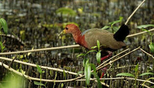 Rufous-necked Wood Rail