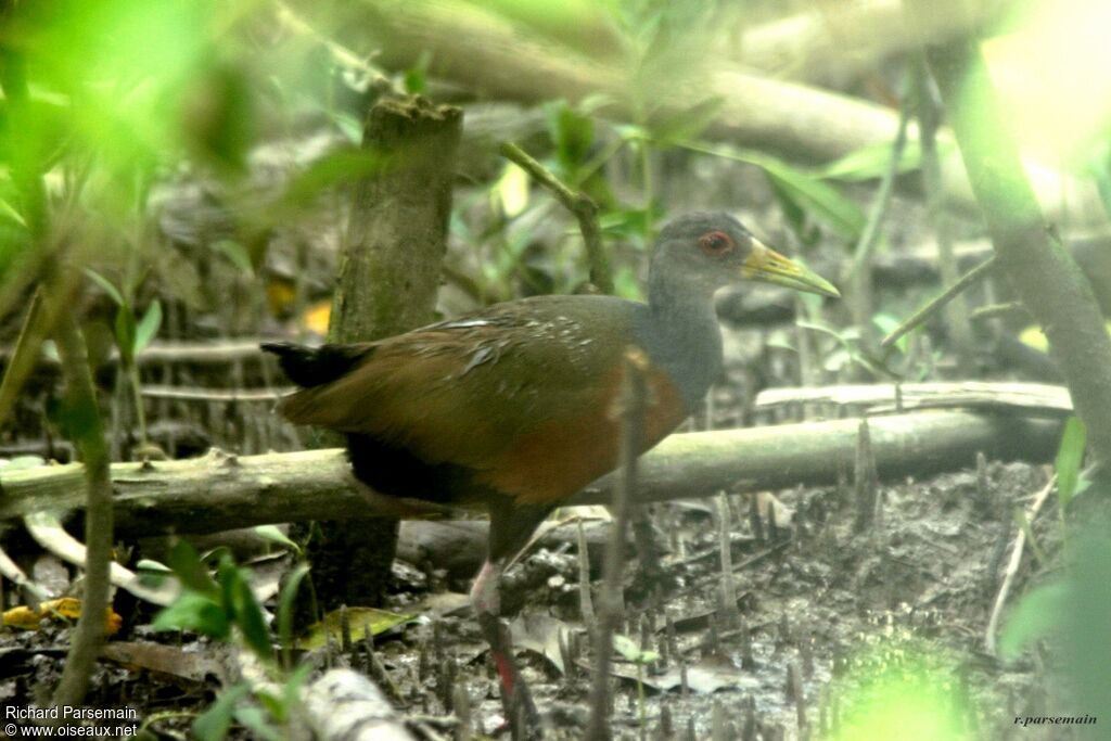 Grey-cowled Wood Railadult