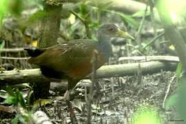 Grey-cowled Wood Rail